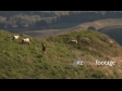 Runner Past Sheep 2 1690